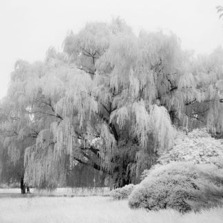 Willow Trees, Tilghman Black & White Photos