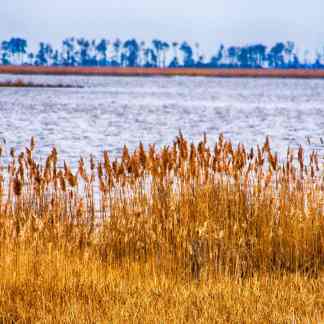Serene Natural Landscape, Dorchester County Color Photography