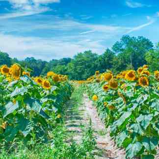 Sunflower Field, Talbot County Color Photography