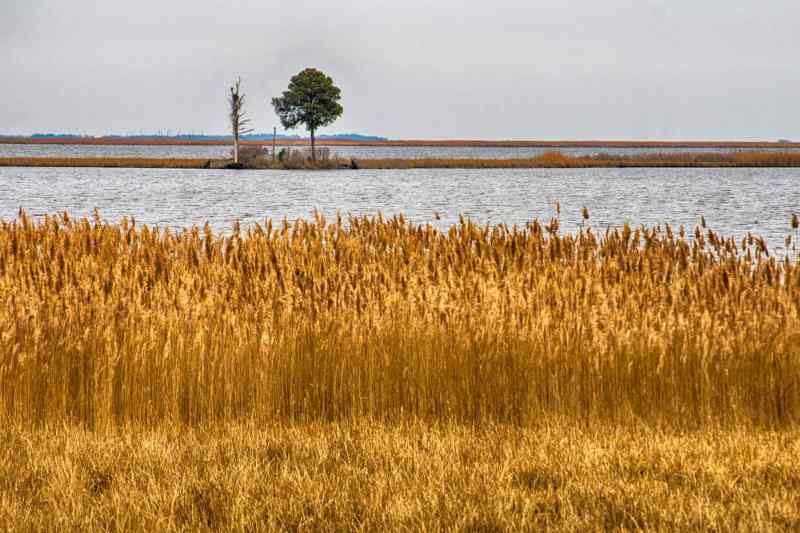 Winter Landscape, Dorchester County Color Photography