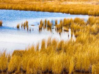 Dorchester Wetlands, Dorchester County Color Photography