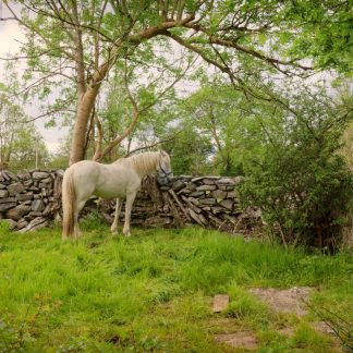 Horse visiting Aughnanure Castle, West of Ireland Canvas Prints
