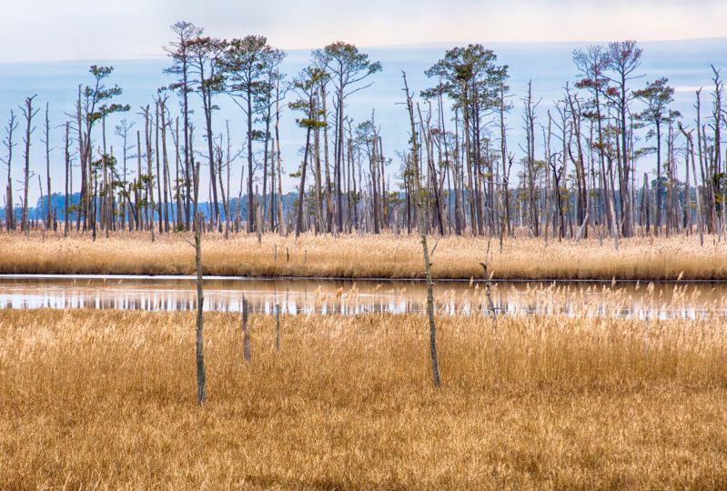 Marshy Area, Maryland Color Photo Prints