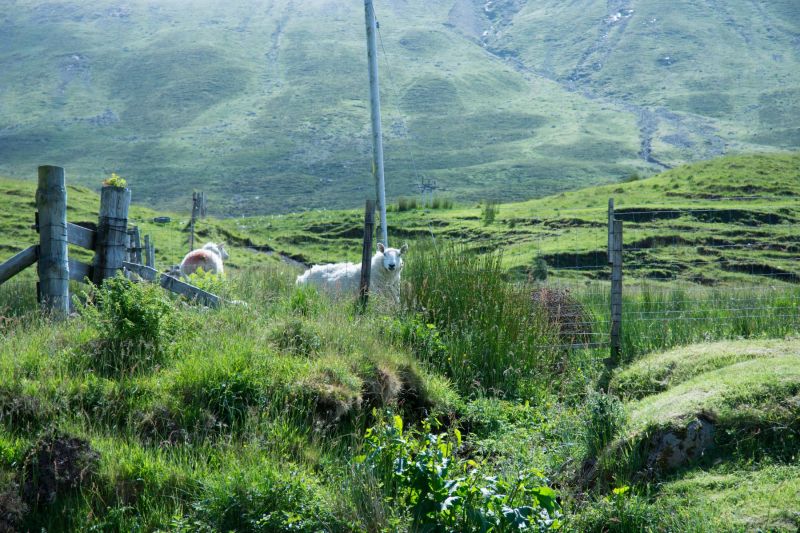 Sheep of Scottish Highlands