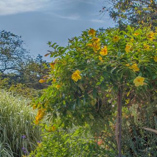 Silver Garden at Longwood Gardens