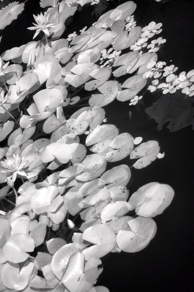 Lotus Flowers