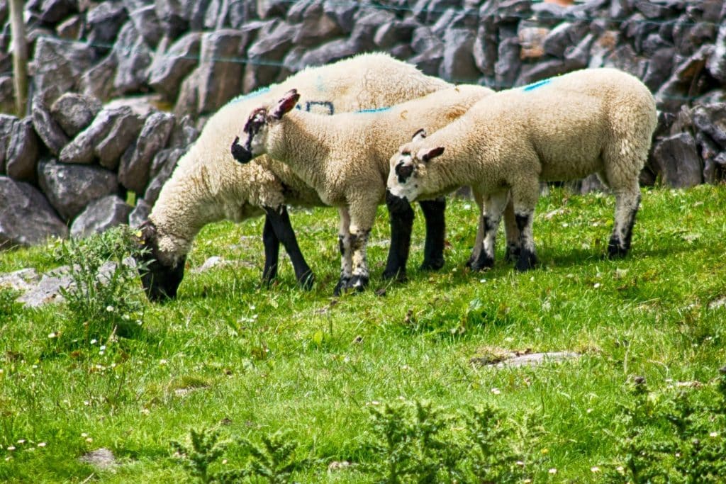 Sheep Waltzing on Limestone and Lore, Fine Art Print. Ireland SW Framed Photography, County Clare Color Photos