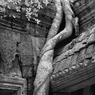 Tree at Temple Door, Cambodia Canvas Art Prints