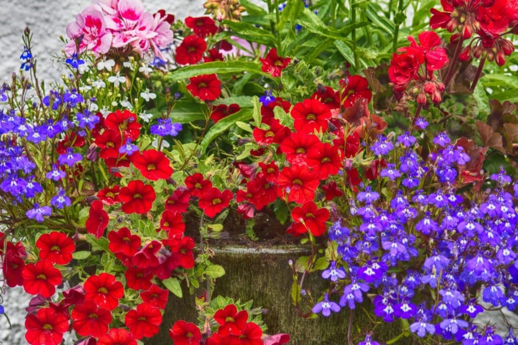 West Cork Flowers, County Cork Color Photos